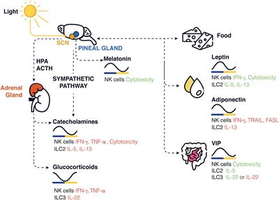 Neuroimmune Interactions and Rhythmic Regulation of Innate Lymphoid Cells